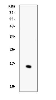 Anti-BTC Antibody