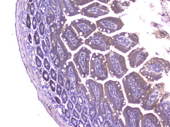 Anti-CCL8 Antibody