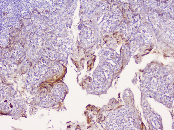 Anti-CD1b Antibody