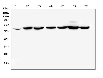 Anti-CD1b Antibody