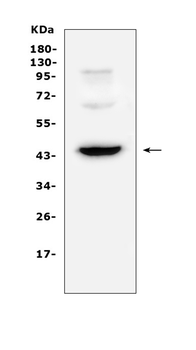 CD72 Antibody