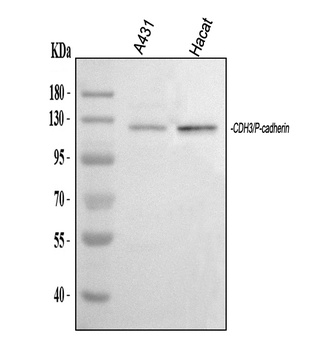 P-Cadherin-3 CDH3-Antibody
