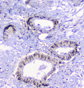 Anti-CFP Antibody