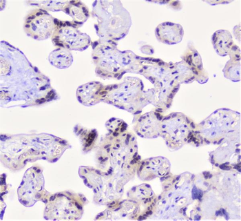 Anti-CFP Antibody