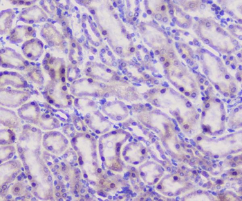 Anti-CFP Antibody