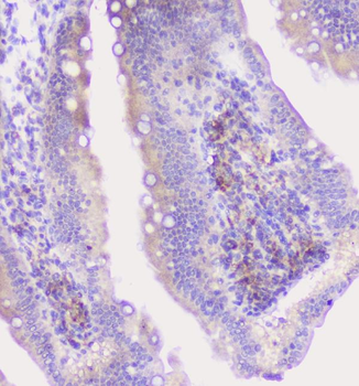 Anti-CFP Antibody
