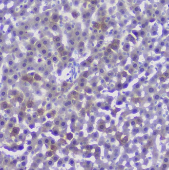 Anti-CFP Antibody