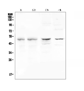 Anti-CFP Antibody