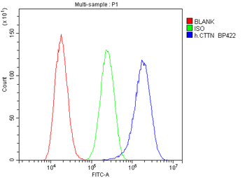 Anti-Cortactin/CTTN Antibody