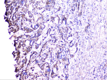 Anti-Cortactin/CTTN Antibody