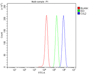 CUL2 Antibody