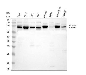 CUL2 Antibody
