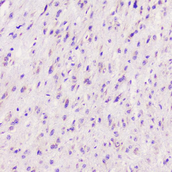 ELAVL2 HuB Antibody