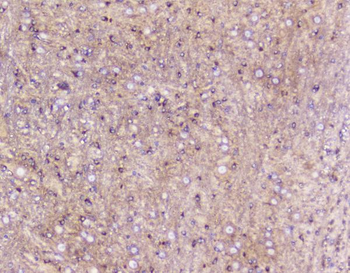 ELAVL2 HuB Antibody