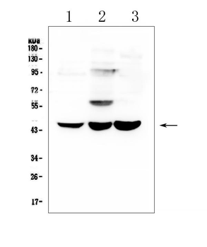 ELAVL2 HuB Antibody