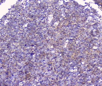 Anti-FCGR2A Antibody