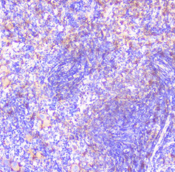 Anti-FCGR2A Antibody
