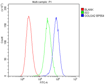 Anti-GM130/GOLGA2 Antibody