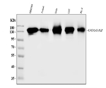GM130/GOLGA2 Antibody