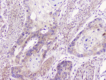 Anti-GM130/GOLGA2 Antibody