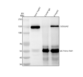 Anti-GM130/GOLGA2 Antibody