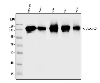 Anti-GM130/GOLGA2 Antibody