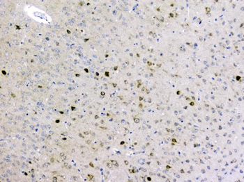 Anti-GOLPH3 Antibody