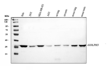 Anti-GOLPH3 Antibody