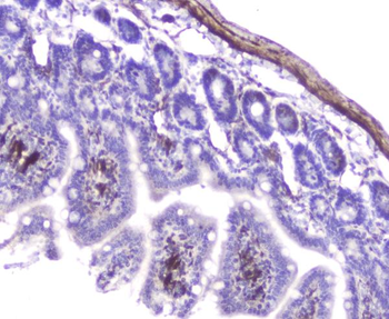 Hsp27/Hspb1 Antibody