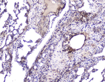 Anti-Hsp27/Hspb1 Antibody