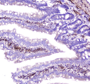 Anti-Hsp27/Hspb1 Antibody