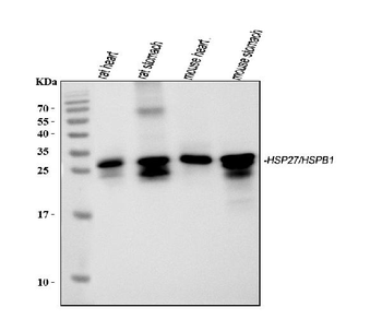 Anti-Hsp27/Hspb1 Antibody