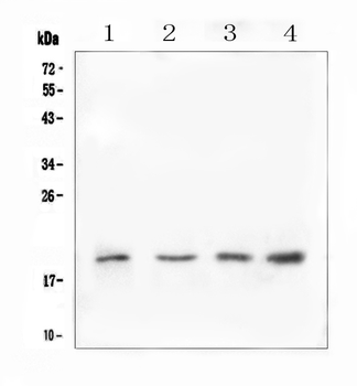 IL10 Antibody