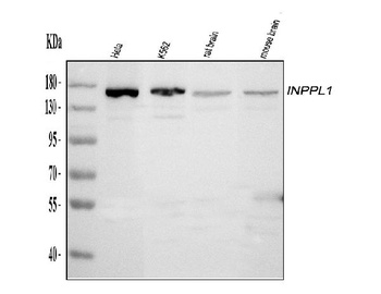 INPPL1 Antibody