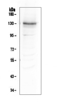 Integrin alpha 3/ITGA3 Antibody