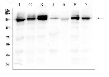Integrin alpha 3/ITGA3 Antibody