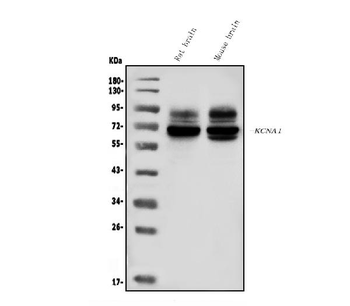 Anti-Kv1.1 potassium channel/KCNA1 Antibody