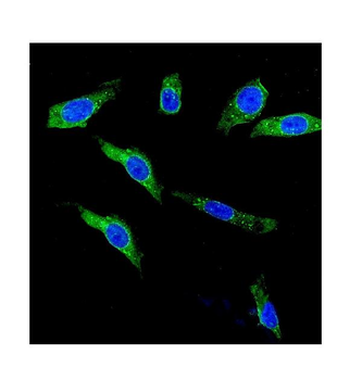 Anti-KCNH1 Antibody