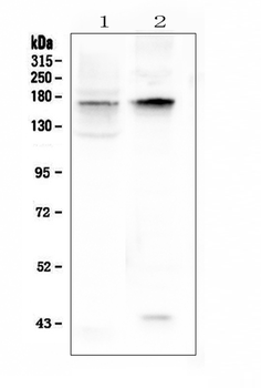 Anti-KCNH1 Antibody
