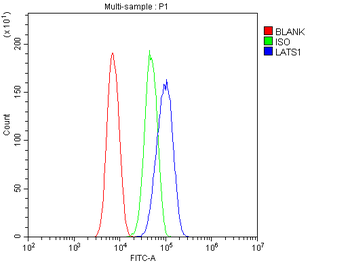 LATS1 Antibody