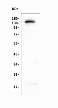Anti-LATS1 Antibody