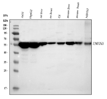 Anti-LMAN1 Antibody