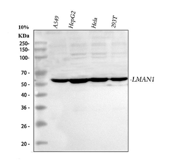 Anti-LMAN1 Antibody