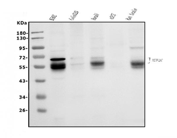 Anti-MEF2C Antibody