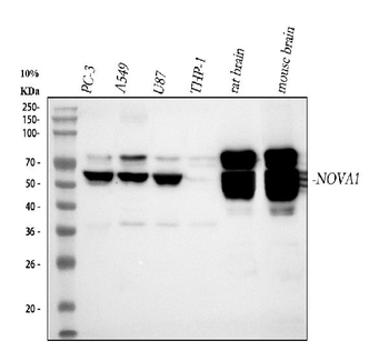 Anti-Nova1 Antibody