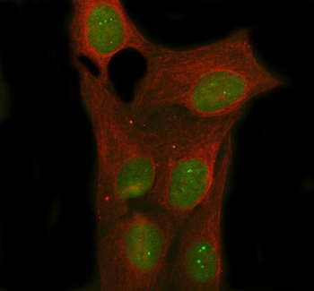 Anti-Nova1 Antibody