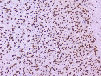 Nova1 Antibody