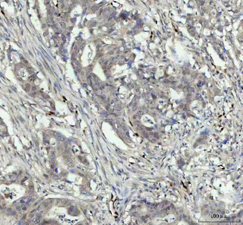 Anti-Nova1 Antibody