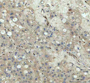 Anti-Nova1 Antibody