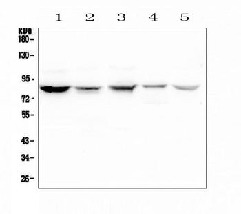 Anti-NOX5 Antibody